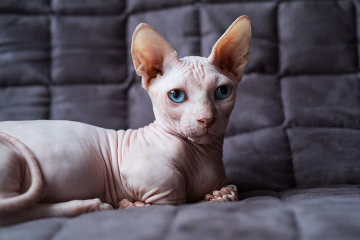 Sphynx