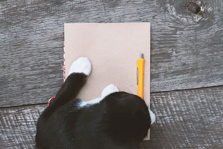 Tagebuch einer Katze
