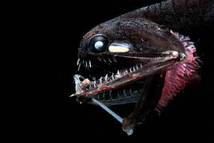 Bartendrachenfisch