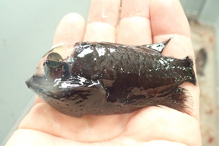 Gespensterfisch