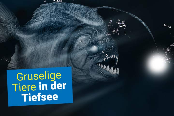 Tiefsee-Anglerfisch