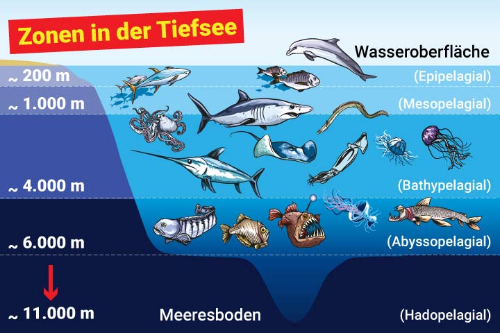 Meeres-Zonen