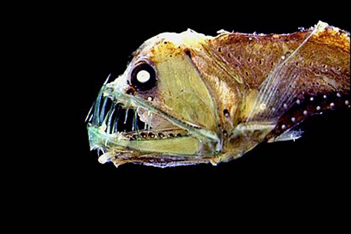 Viperfisch