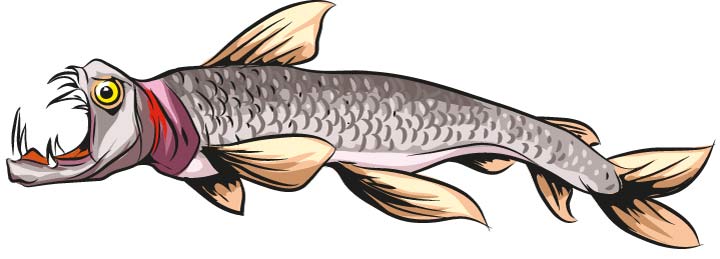 Viperfisch