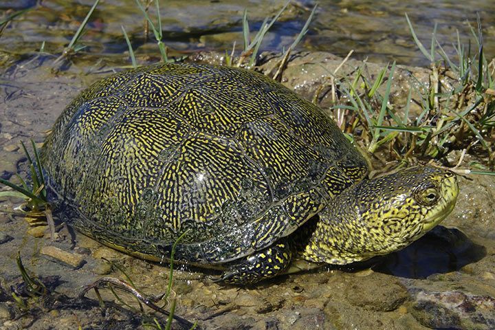 Europäische Sumpfschildkröte