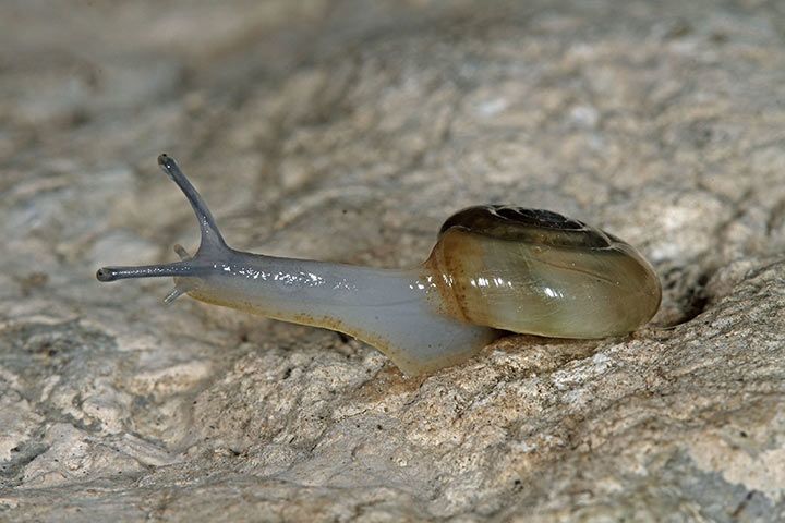 Keller-Glanzschnecke