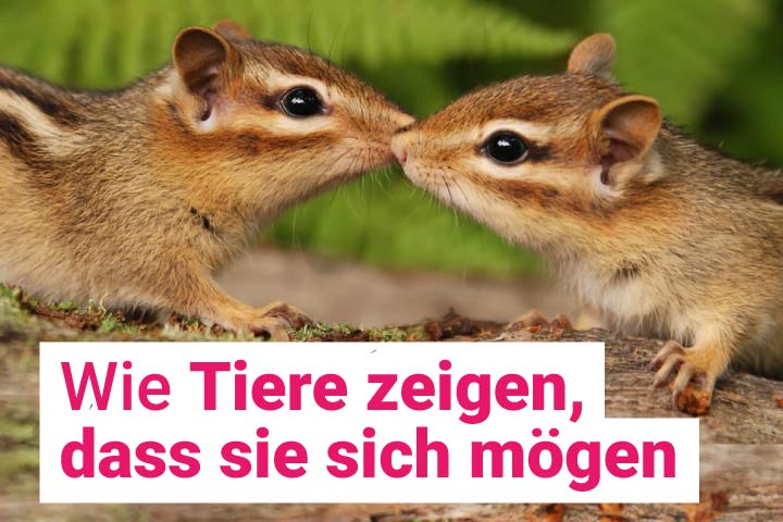 Wie Tiere zeigen, dass sie sich mögen