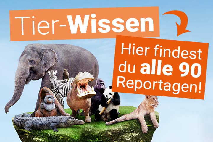 Tier-Wissen