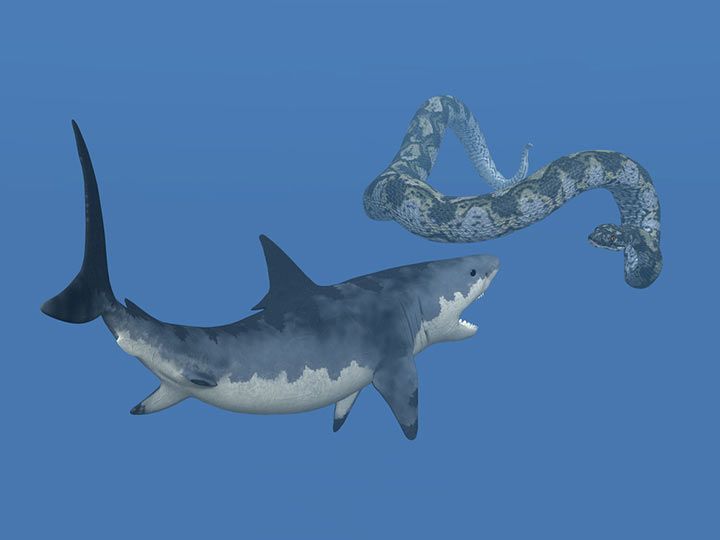 Megalodon und Titanoboa