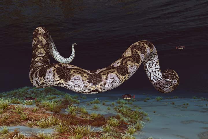 Titanoboa im Wasser