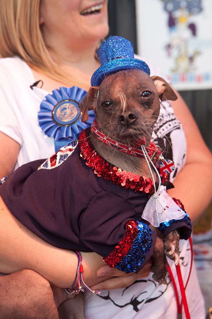 Ugliest Dog 2012 - Mugly