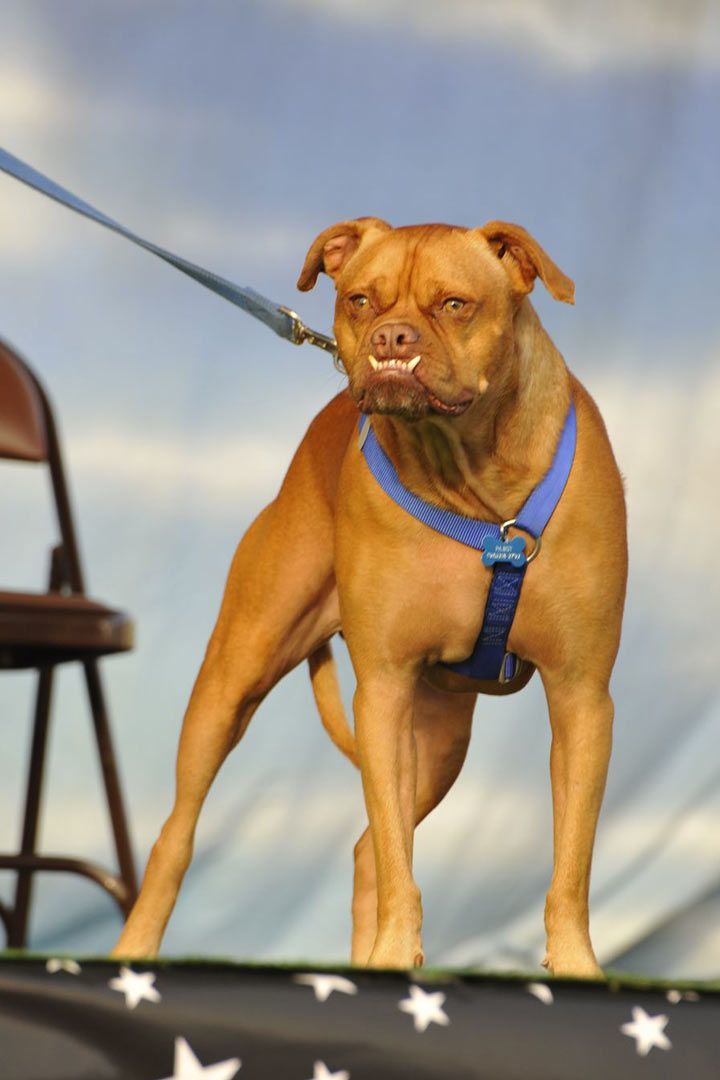 Ugliest Dog 2009 - Pabst