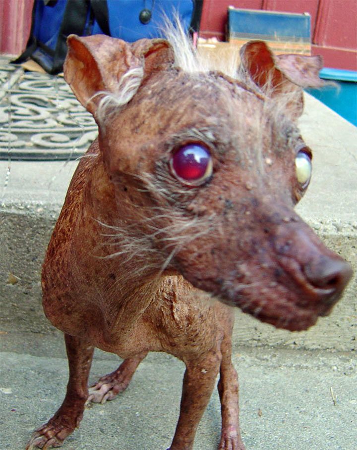 Ugliest Dog 2003-2005 - Sam
