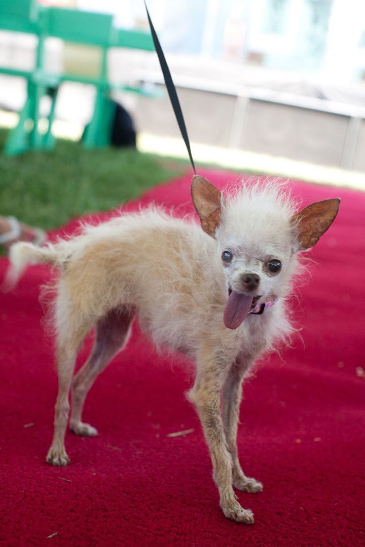 Ugliest Dog 2011 - Yoda