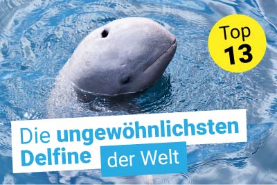 Top 13 ungewöhnliche Delfine