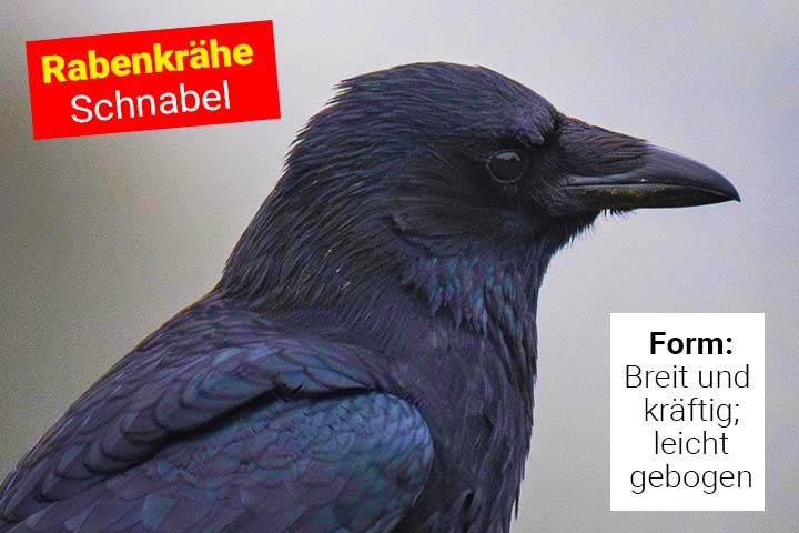 Schnabel der Rabenkrähe