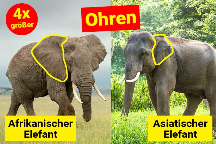 Vergleich: Ohren des Afrikanischen und Asiatischen Elefanten