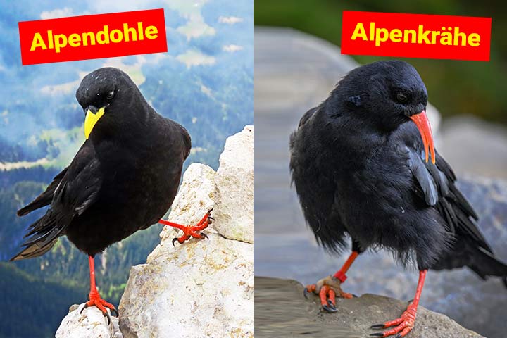 Alpendohle und Alpenkrähe