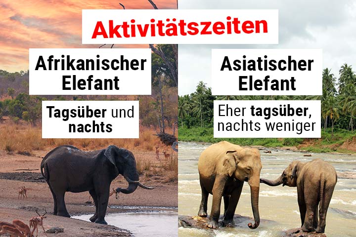 Aktivitätszeiten der Elefanten