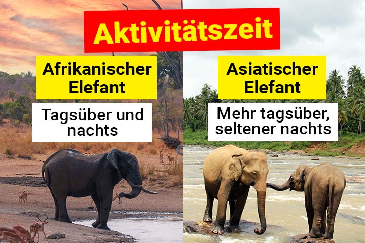 Aktivitätszeiten der Elefanten