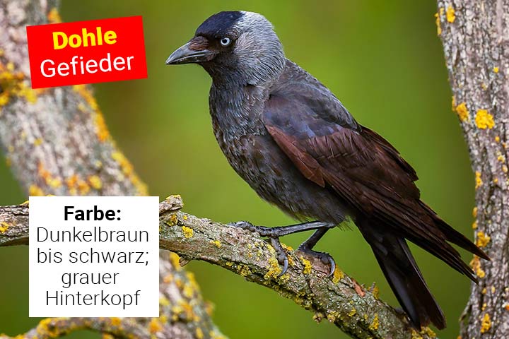 Gefieder der Dohle