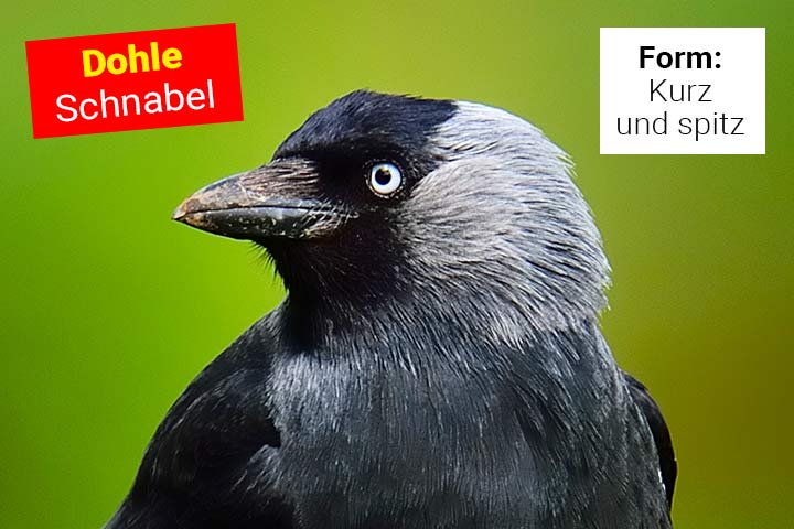 Schnabel der Dohle