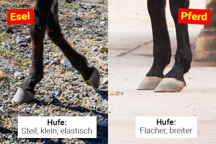Die Hufe von Esel und Pferd unterscheiden sich deutlich