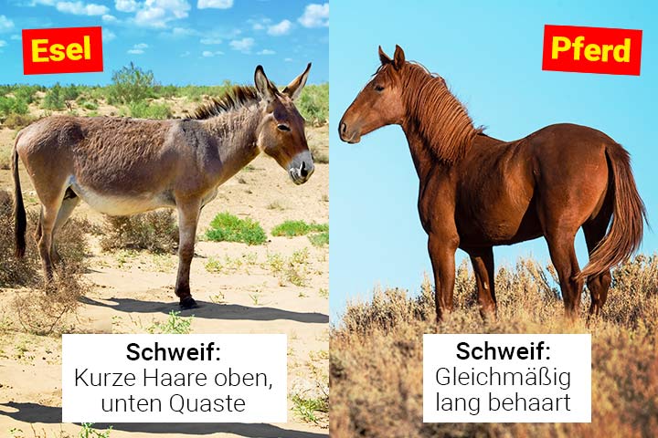 Der Schweif von Esel und Pferd unterscheiden sich deutlich