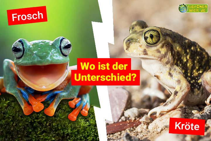 Kröte oder Frosch  - Wo ist der Unterschied?