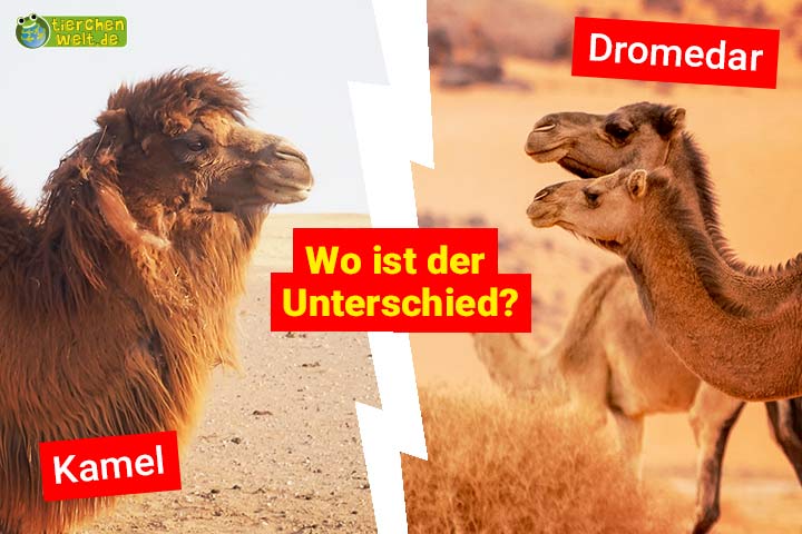 Kamel oder Dromedar - Wo ist der Unterschied?