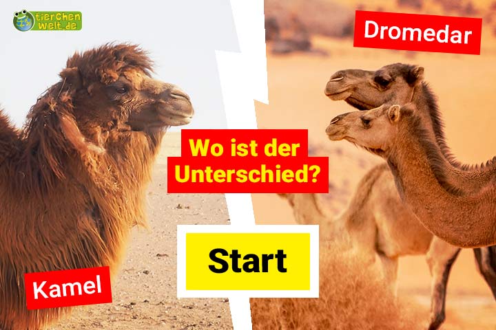 Kamel oder Dromedar - Wo ist der Unterschied?