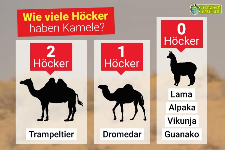 Welches Kamel hat wie viele Höcker?