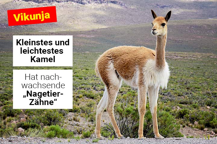 Vikunja