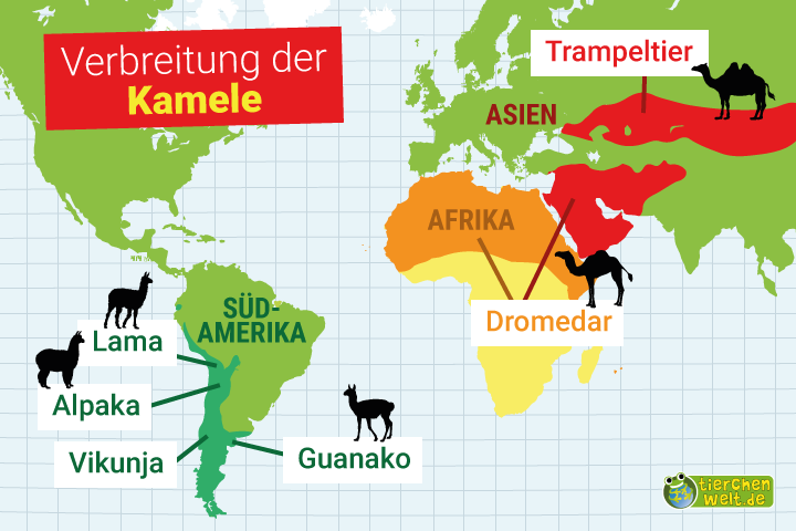 Verbreitung der Kamele