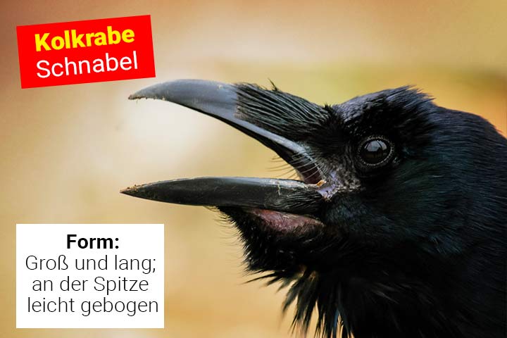 Schnabel des Kolkraben