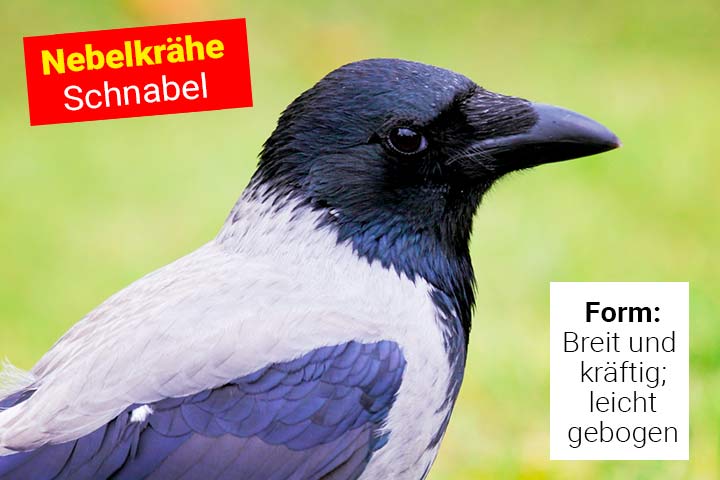 Schnabel der Nebelkrähe