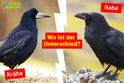 Krähe oder Rabe - Wo ist der Unterschied?