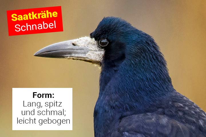 Schnabel der Saatkrähe