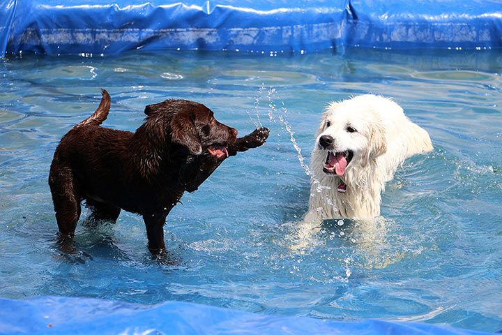 Hunde im Wasser