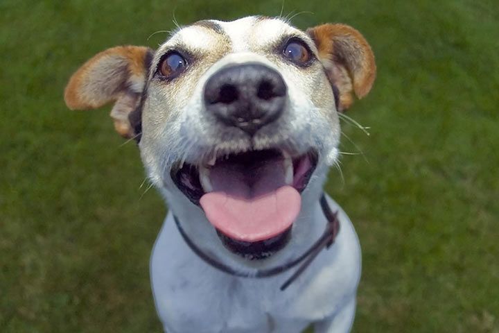 Fröhlicher Jack Russell