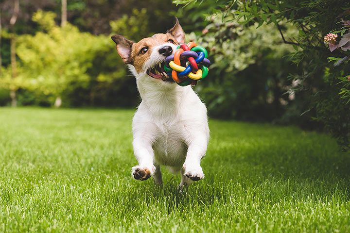 Hunde und ihr Spielzeug