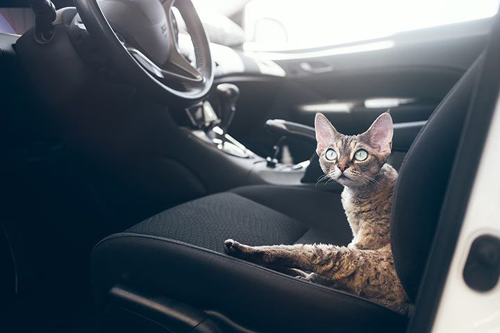 Katze im Auto