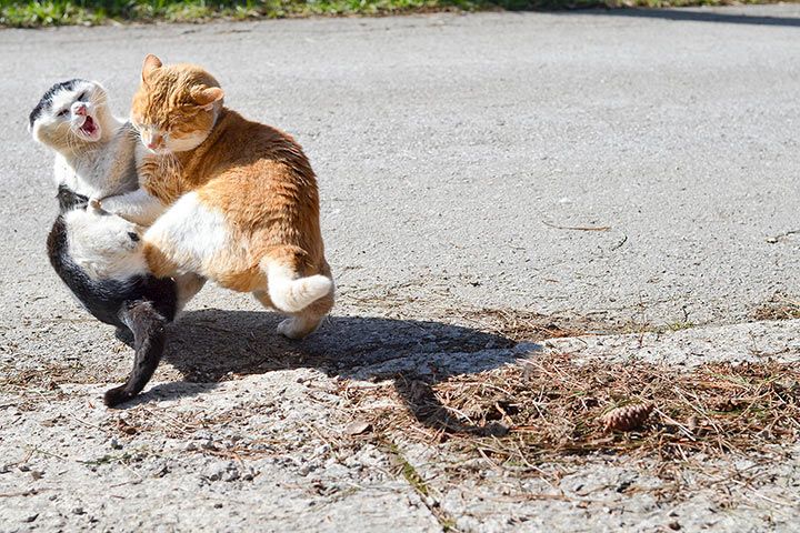 Kämpfende Katzen