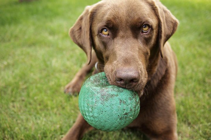 Hund mit einem Ball