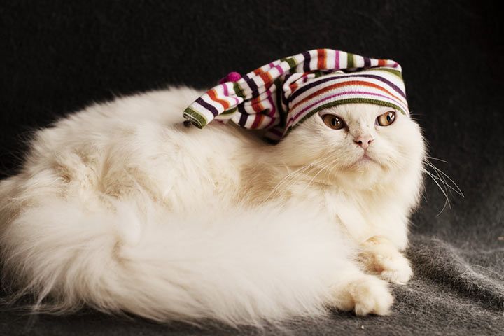 Grimmige Perser-Katze