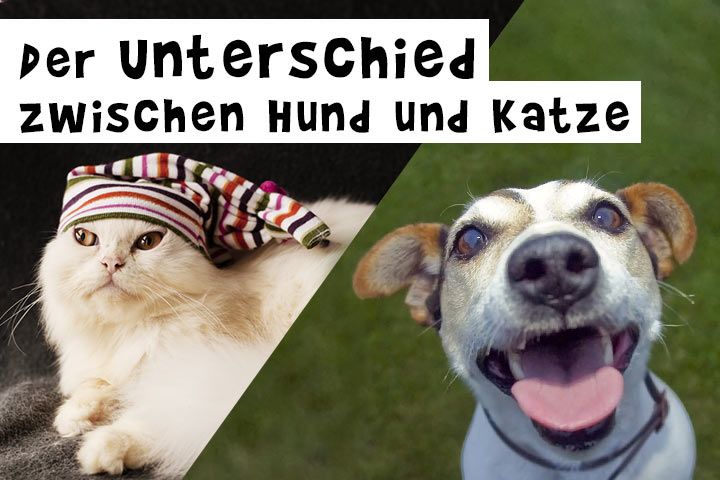 Unterschied zwischen Hund und Katze