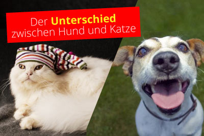 Tierisch komisch