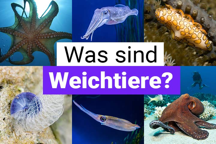 Was sind Weichtiere?