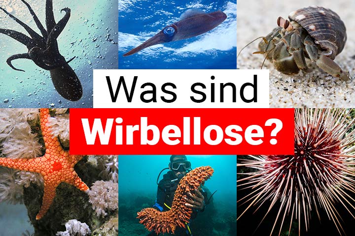 Was sind Wirbellose?