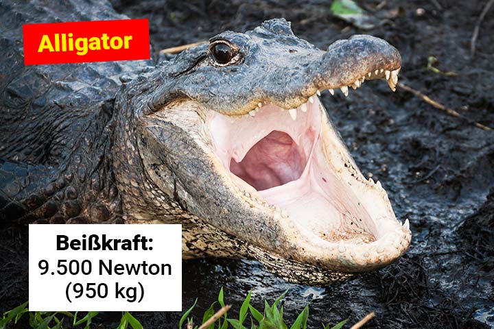 Alligator